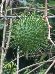 Allamanda