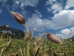 Pulsatilla vernalis