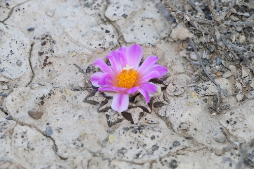 Ariocarpus kotschoubeyanus