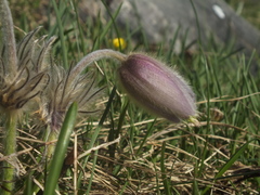 Pulsatilla vernalis
