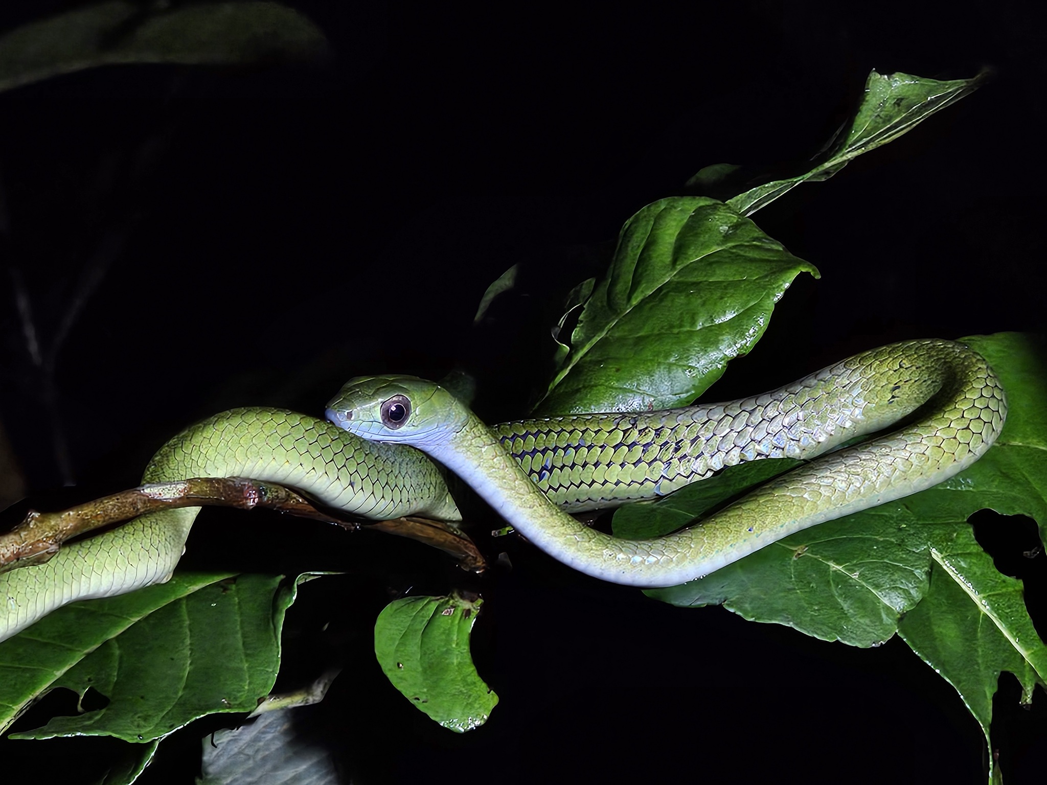 XXX tranny yuklab olish Rus seks ayol video onlayn