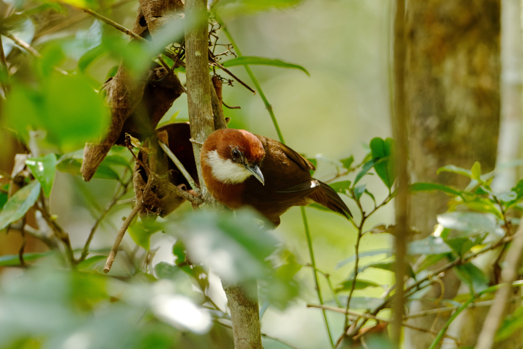 White-throated Oxylabes (Oxylabes madagascariensis), photo 6