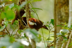 White-Throated Oxylabes photo 2
