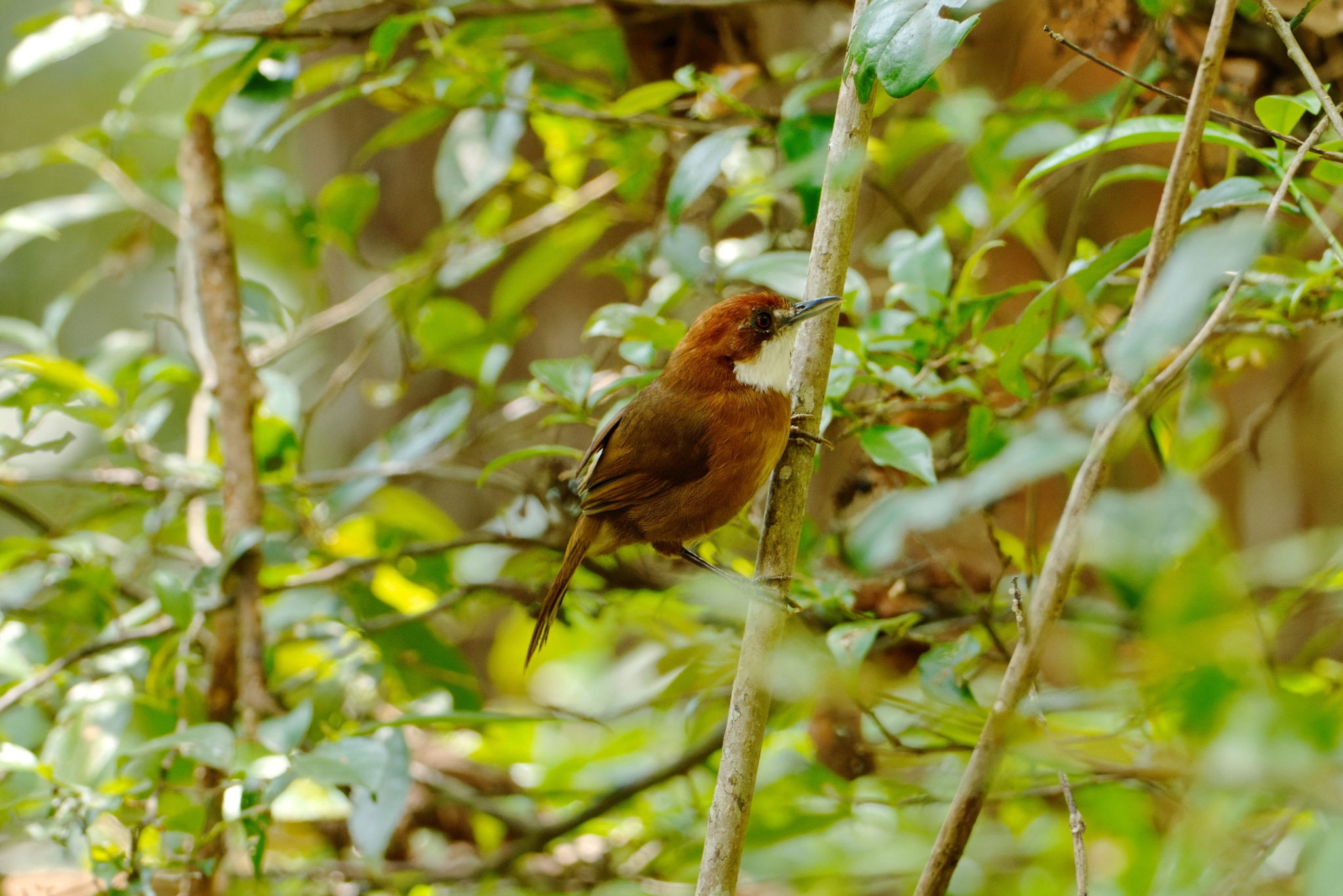 White-throated Oxylabes (Oxylabes madagascariensis), photo 5