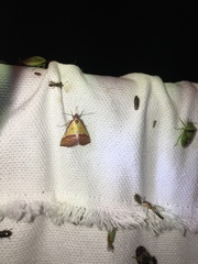 Phytometra rhodarialis