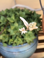 Haworthia cymbiformis