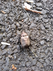 Osmoderma scabra
