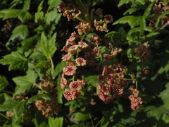 Ribes petraeum