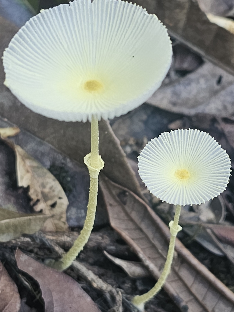 Leucocoprinus fragilissimus · December 2024 · photo: © soetjipto (iNaturalist, cc0)