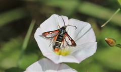 Pyropteron chrysidiforme