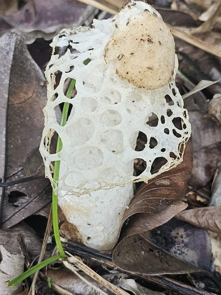 Phallus merulinus · December 2024 · photo: © soetjipto (iNaturalist, cc0)