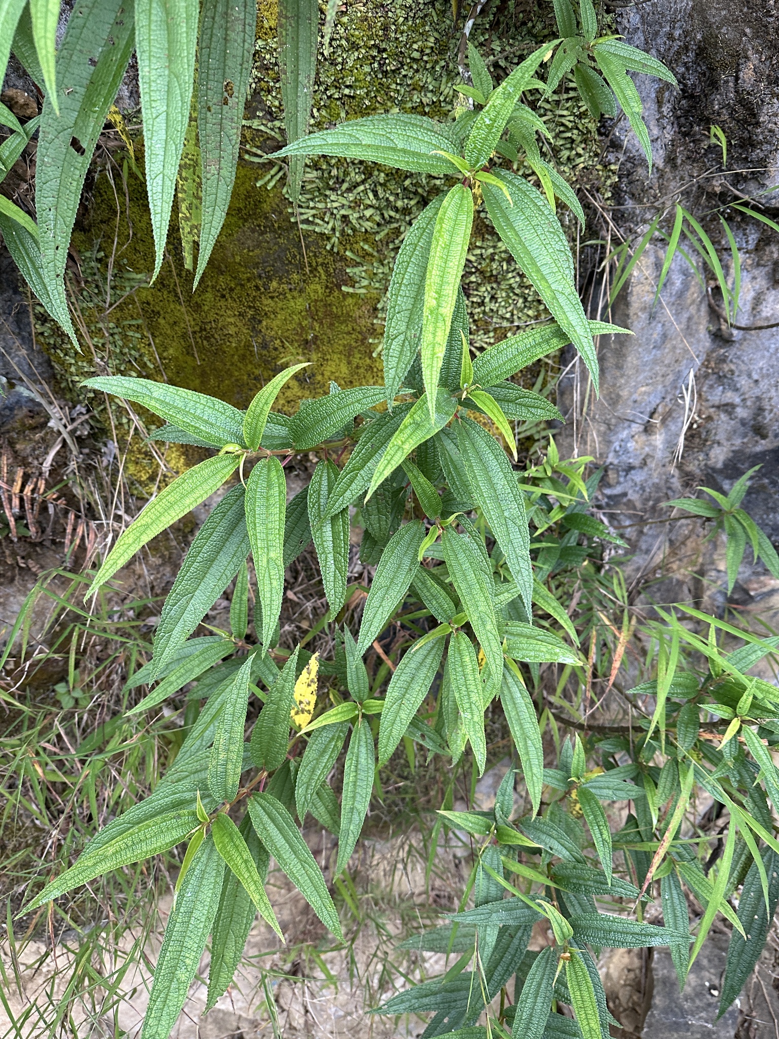 Debregeasia orientalis (Debregeasia orientalis)