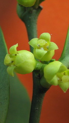 Schoepfia brasiliensis