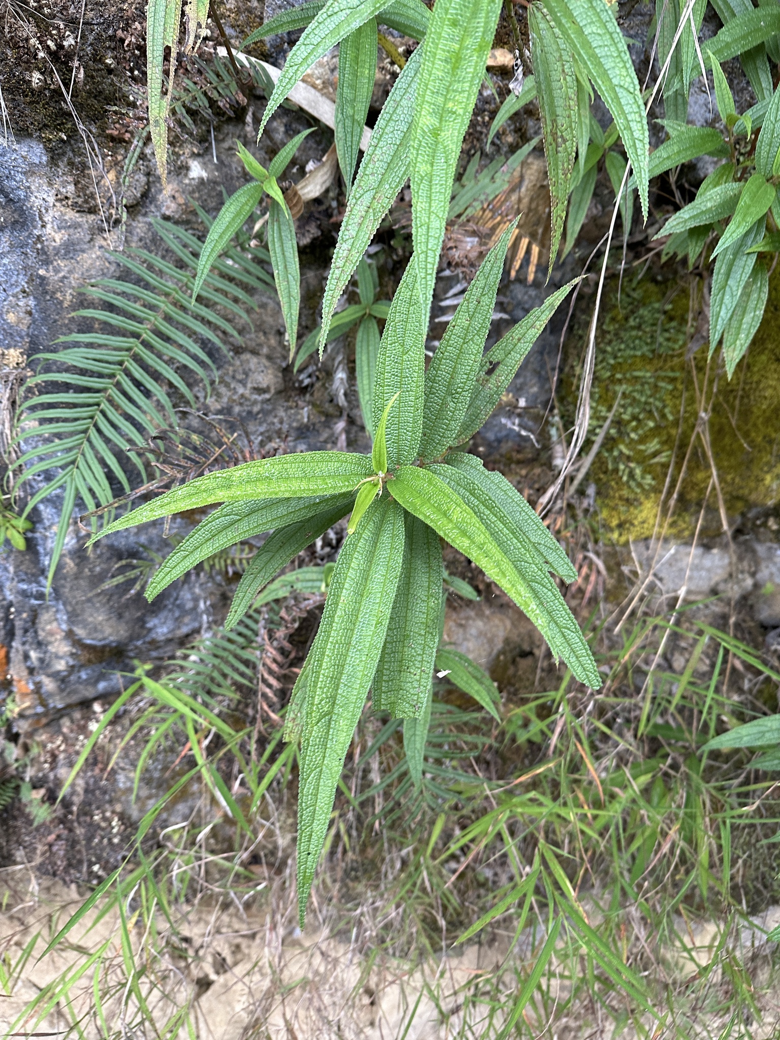 Debregeasia orientalis — ảnh 2