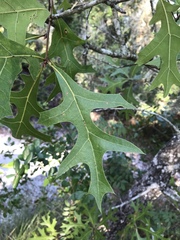 Quercus laevis image