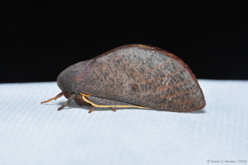 Psilopygida crispula
