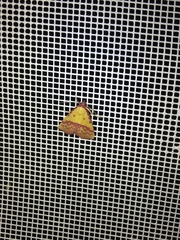 Phytometra rhodarialis