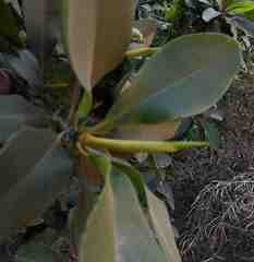 Image of Rhizophora mangle
