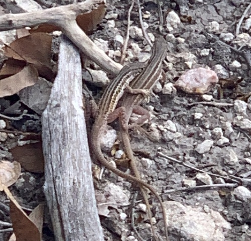 Mayer’s Sand Lizard, Pedioplanis mayeri
