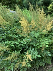 Astilbe