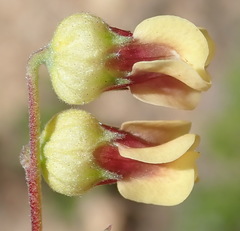 Hermannia gracilis