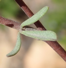 Hermannia gracilis