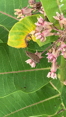 Satyrium calanus