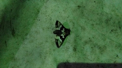 Phlogophora albovittata