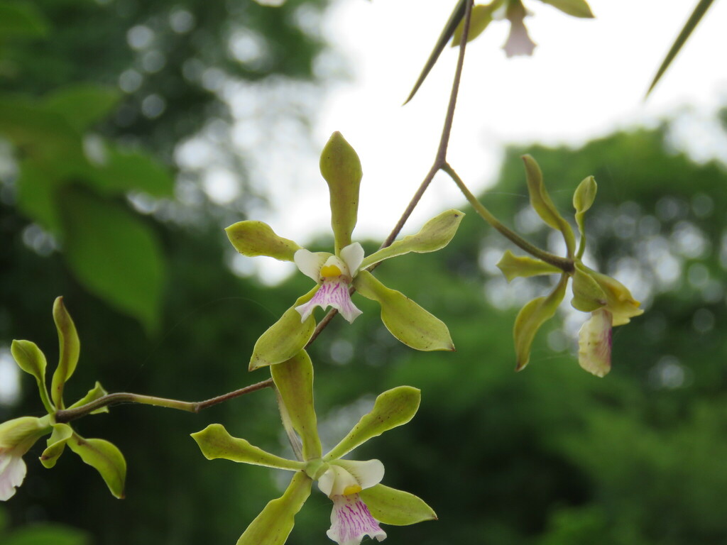 Encyclia argentinensis (Speg.) Hoehne
