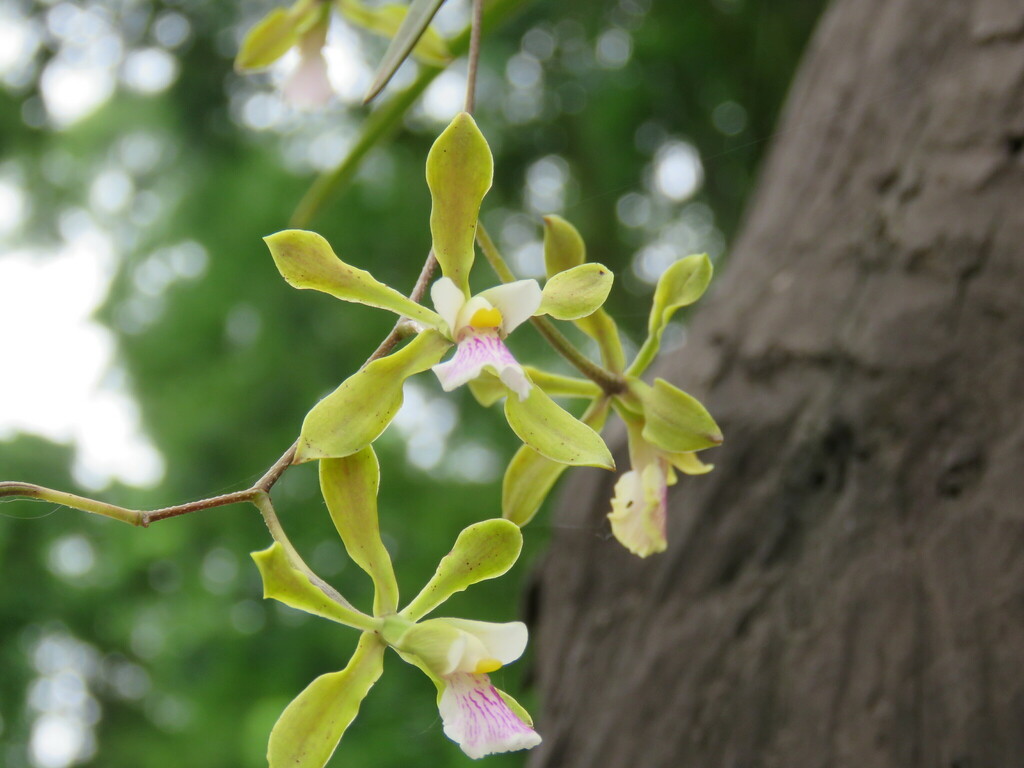 Encyclia argentinensis (Speg.) Hoehne 2