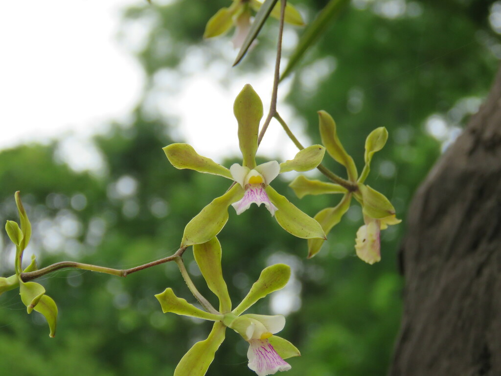 Encyclia argentinensis (Speg.) Hoehne 3