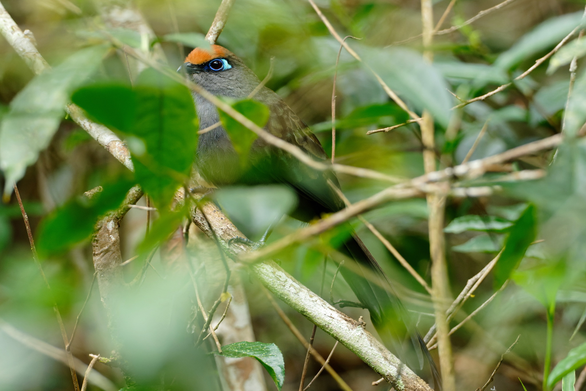 Red-fronted Coua (Coua reynaudii), photo 2
