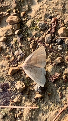 Zanclognatha pedipilalis