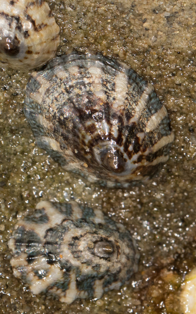 Southern Finger Limpet
