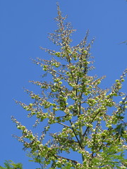 Furcraea guatemalensis