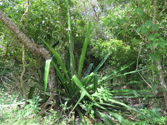Furcraea guatemalensis