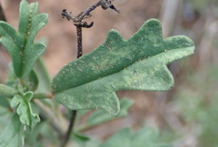 Hermannia pulverata