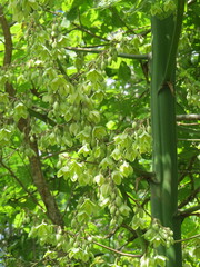 Furcraea guatemalensis