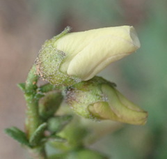 Hermannia pulverata