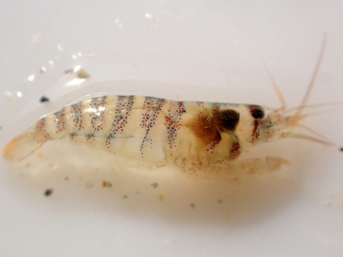 Athanas dimorphus observed 2024-12-04