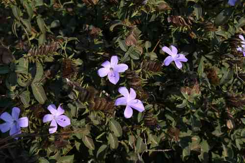 Barleria carruthersiana