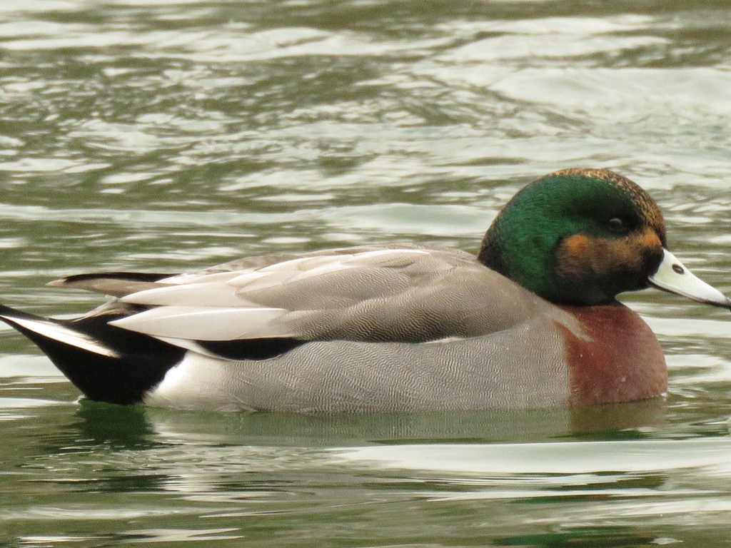 Mallards, Teal, Pintails and Allies × Wigeons and Allies