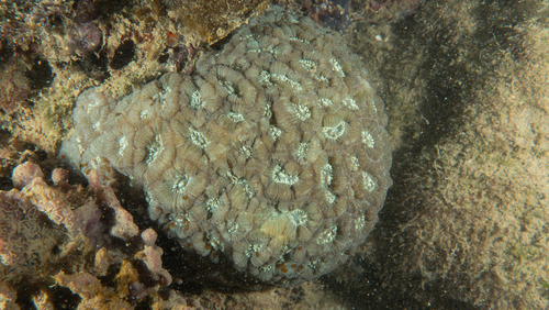 Coelastrea palauensis