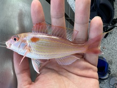 Indian Threadfin Bream