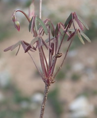 Oxalis stellata