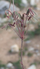 Oxalis stellata
