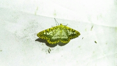 Epobeidia lucifera extranigricans