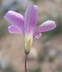 Oxalis stellata
