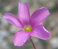 Oxalis stellata