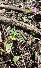 Oxalis stellata